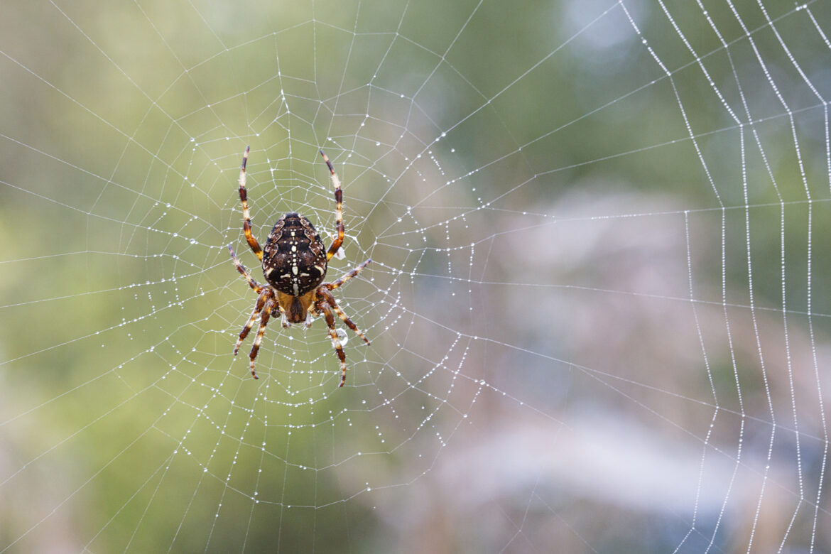 October tips for your Peninsula garden: Spiders, mulch and more