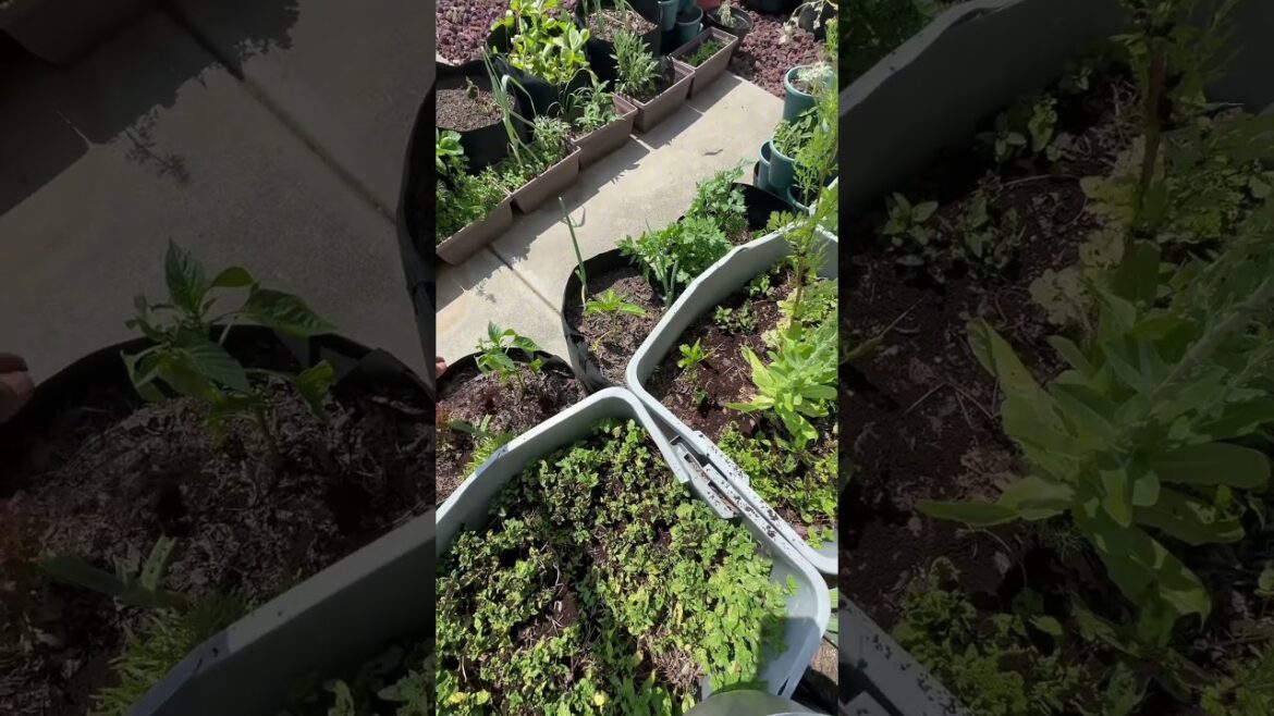 let’s fertilize the garden! #gardener #garden #gardening #containergarden #explorepage let’s fertilize the garden! #gardener #garden #gardening #containergarden #explorepage