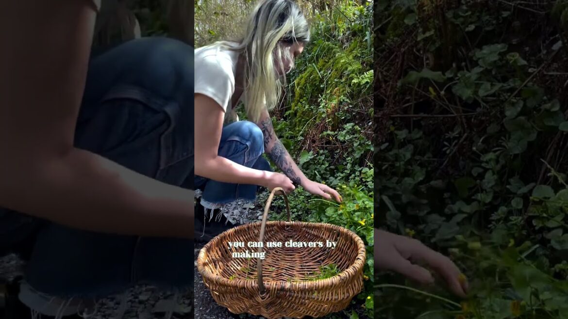 NATURE’S LOVE POTION 💚🧪 Did you know, this common garden “weed” is edible #gardening #garden #home NATURE’S LOVE POTION 💚🧪 Did you know, this common garden “weed” is edible #gardening #garden #home