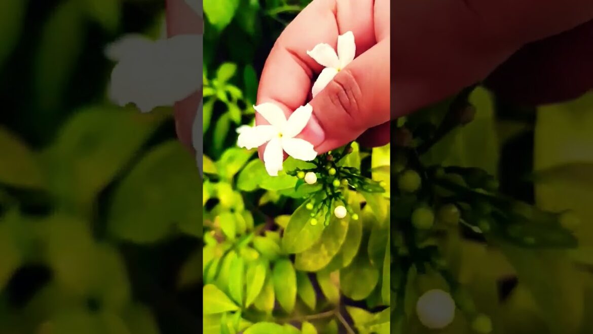 #song #love #jaishreeram #flowers #terracegardenindia #gardendesign #plantsofindia #gardenlandscapi