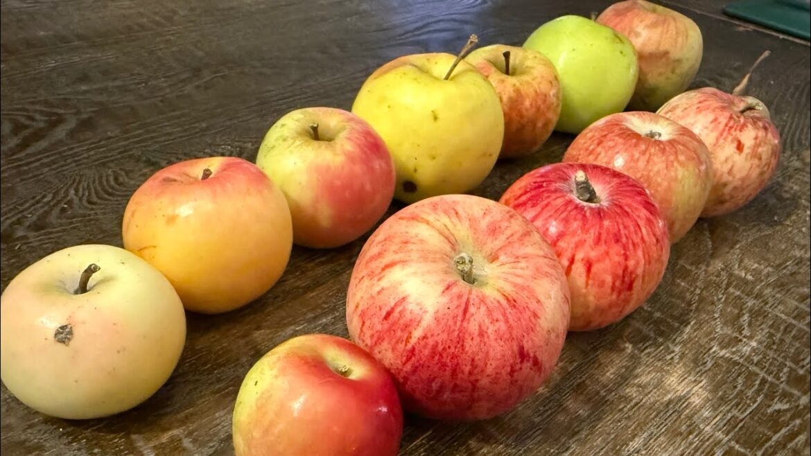 Tasting Apples From Our Most Recent Adventure Apple Hunting
