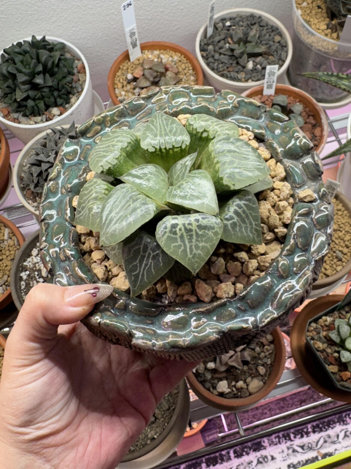 Haworthia Bayeri hyb.
