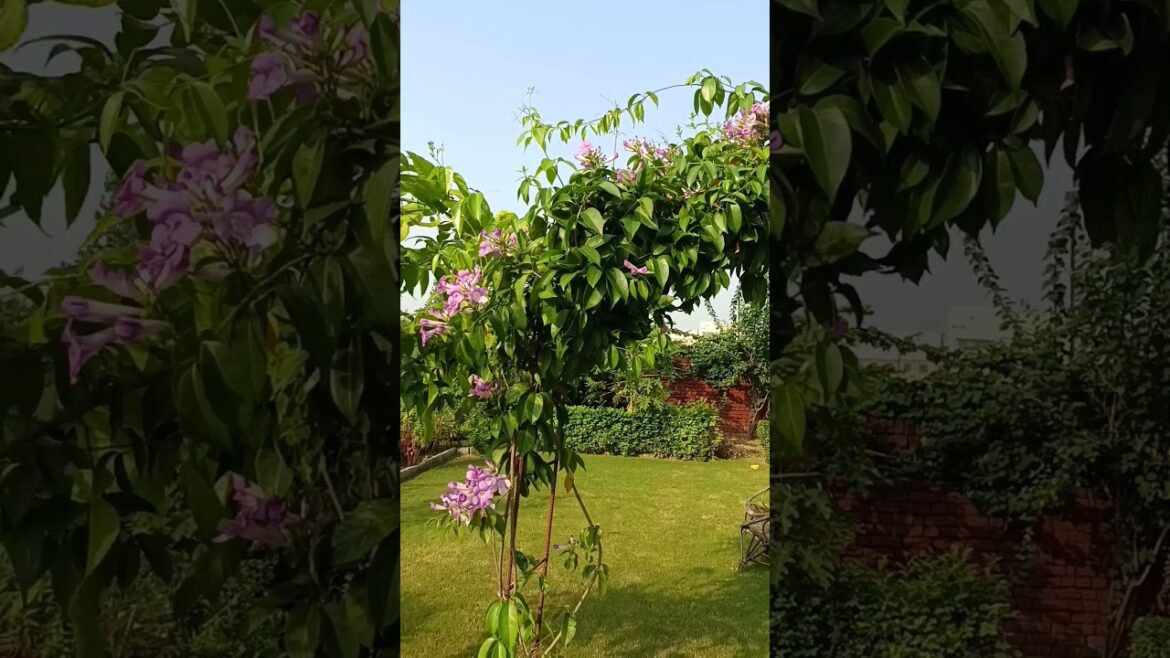 🌲🌲🌲🌿my garden 🌴🌴🌴🌳 #gardenplants #gardendesign #khatushyam