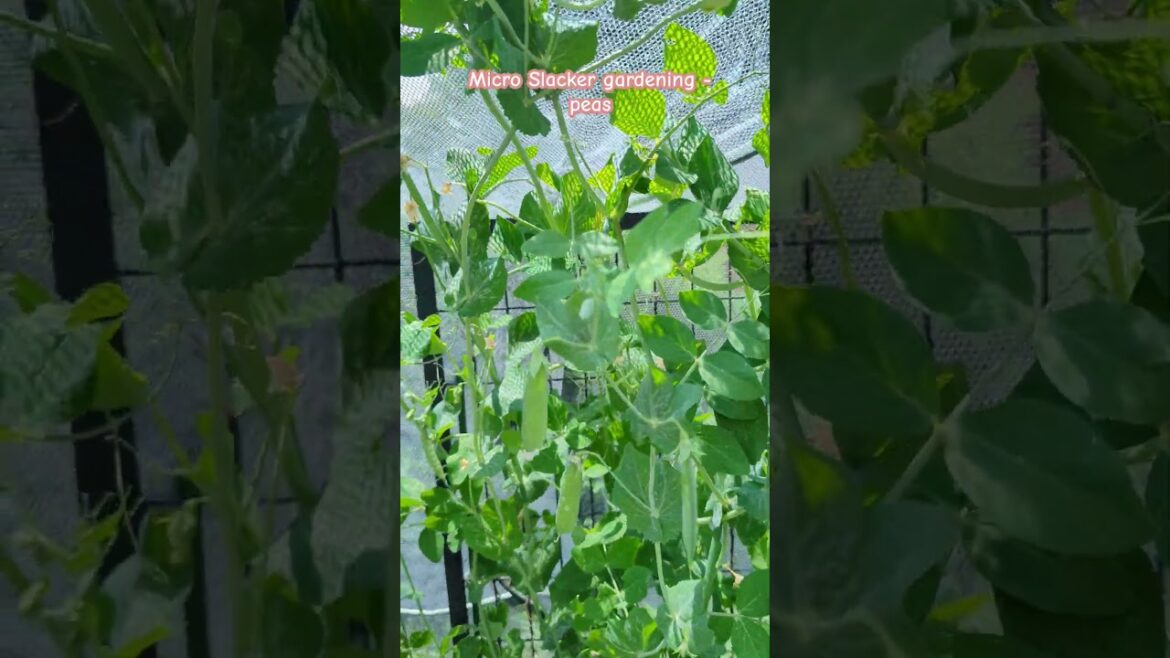 Micro Slacker Gardening - Peas #gardenlikeaslacker #gardening #growyourownfood