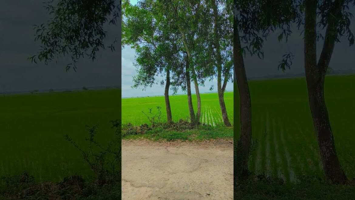 Natural Beauty of Village #village #flowers #garden #nature #naturelovers #happiness #gardening Natural Beauty of Village #village #flowers #garden #nature #naturelovers #happiness #gardening