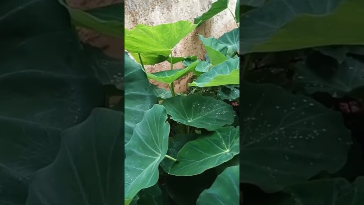 Create the Ultimate Home Garden Oasis ЁЯМ┐ Easy Tips for Beginners!”#shorts #youtubeshorts #explore Create the Ultimate Home Garden Oasis ЁЯМ┐ Easy Tips for Beginners!"#shorts #youtubeshorts #explore