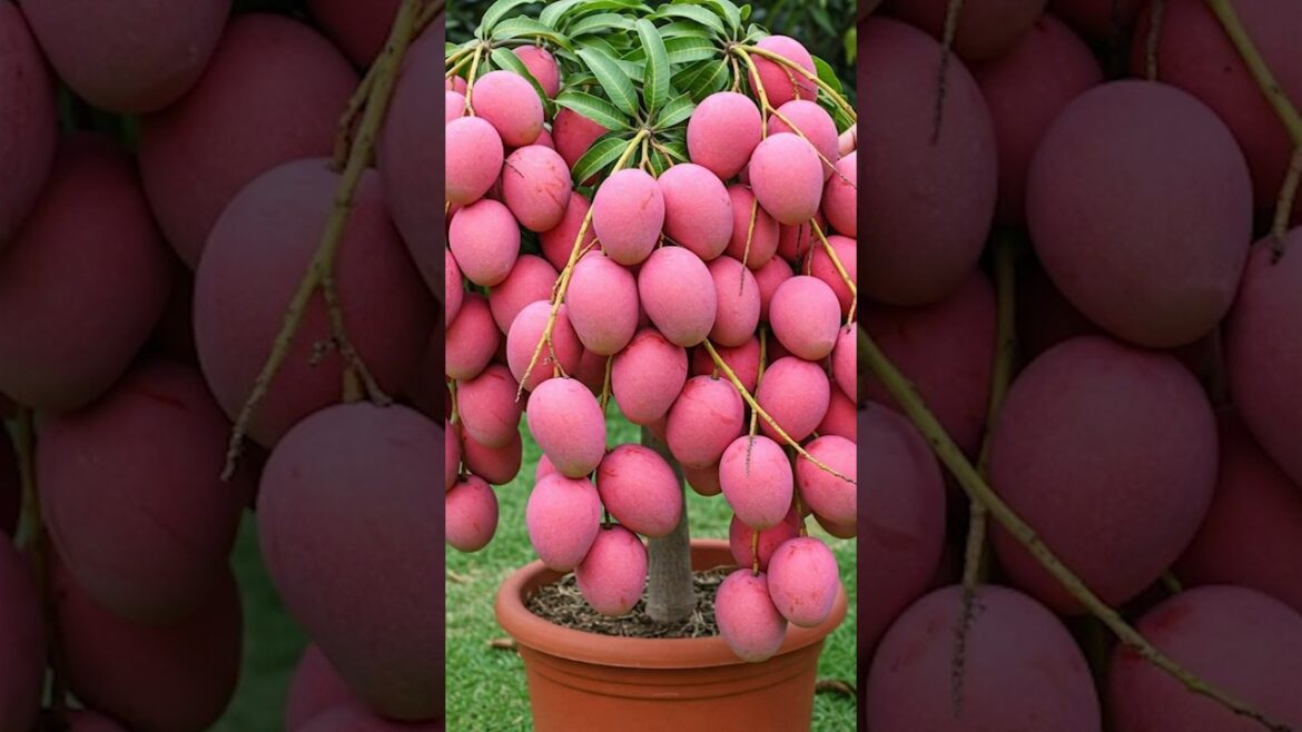 Mango Tree Grafting & Growing at Home | Full Tutorial for Beginners