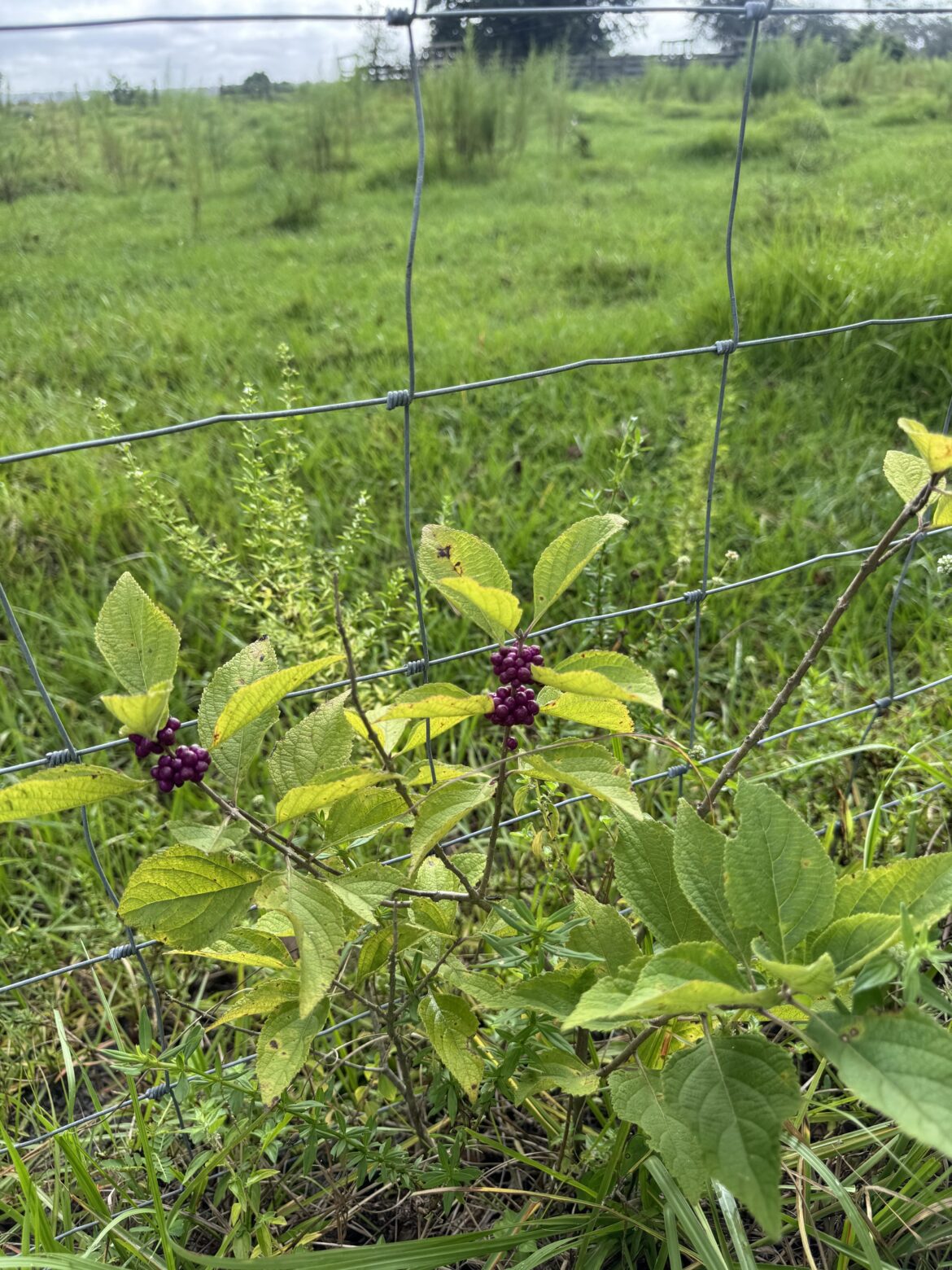 Beautyberry? Myakka Fl
