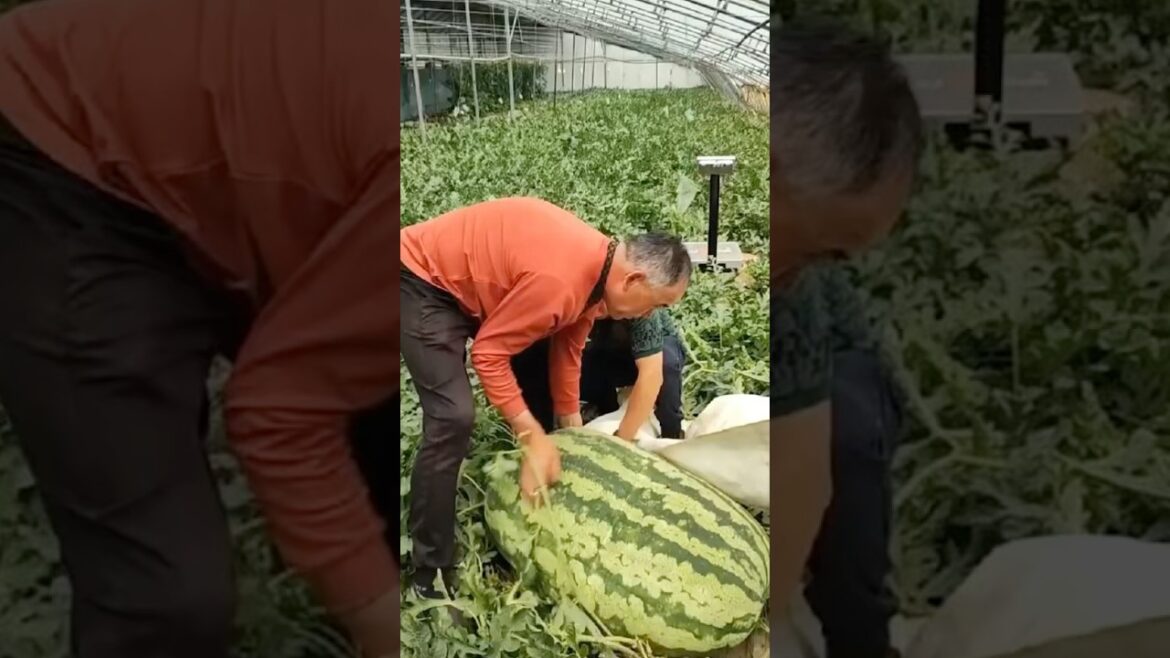 This farmer grows giant watermelons using a surprising technique This farmer grows giant watermelons using a surprising technique