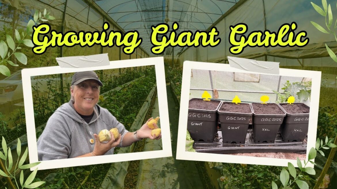 How to Grow GIANT Garlic | GGC2025 | container gardening