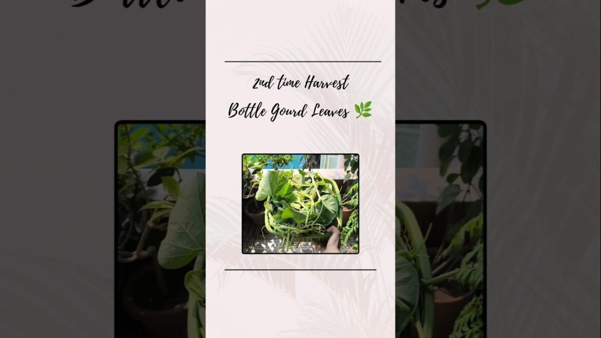 2nd Harvest Bottle Gourd Leafy vegetables 🌿 #shortsfeed #ytshorts #youtube #balconygarden #ytshorts