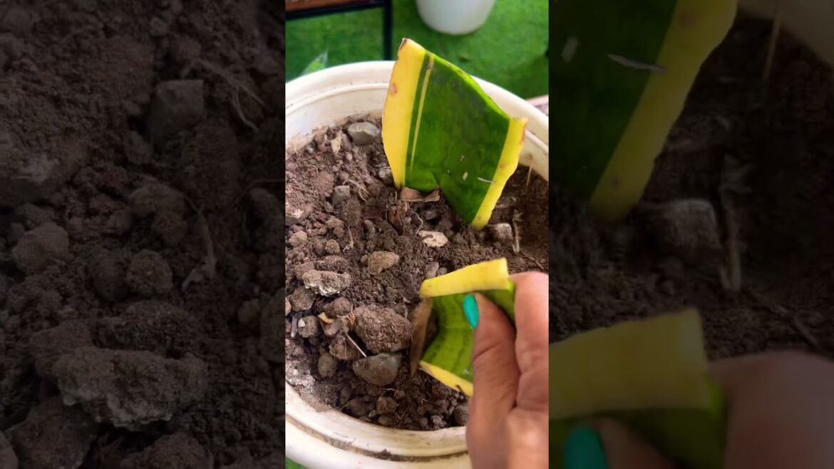 #plants #gardening #garden #motivation #gardeningideas #ytshorts #shorts