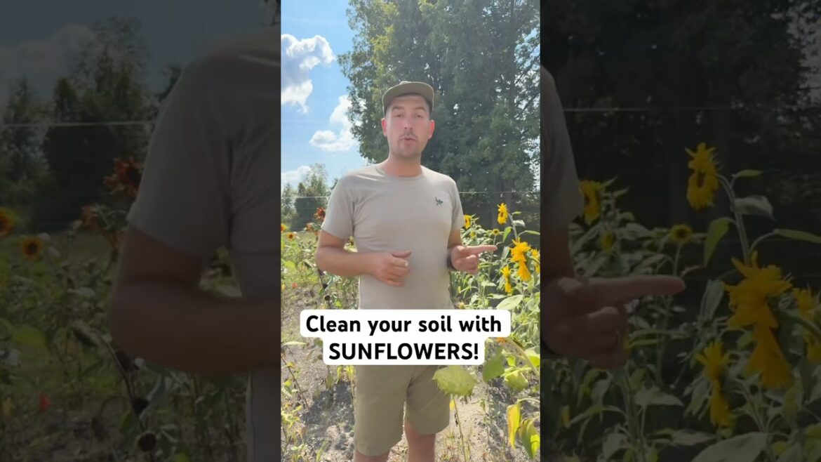 Plant Sunflowers to Clean Up Your Soil! 🌻 #gardening #garden #shorts