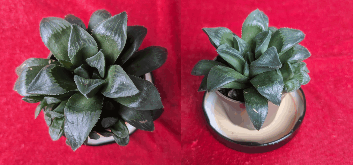 Got another haworthia from an assorted lot, can you help identify it?