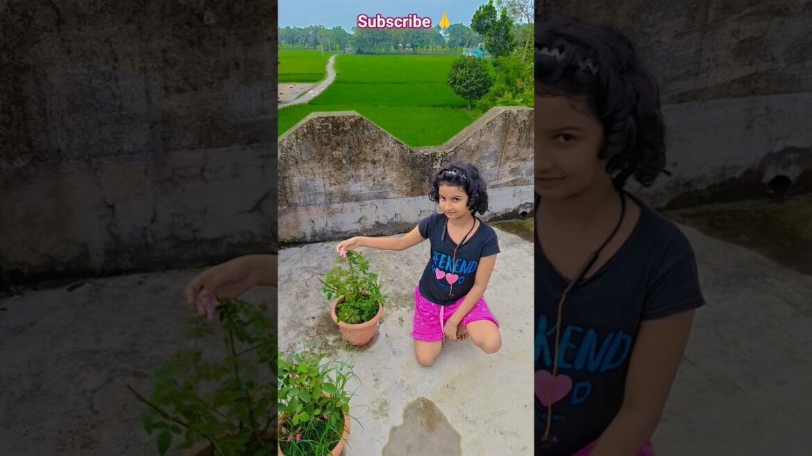 গোলাপ গাছের যত্ন #UpdateGardening #gardening #garden #rose #rosegarden #rosé #flowers গোলাপ গাছের যত্ন #UpdateGardening #gardening #garden #rose #rosegarden #rosé #flowers