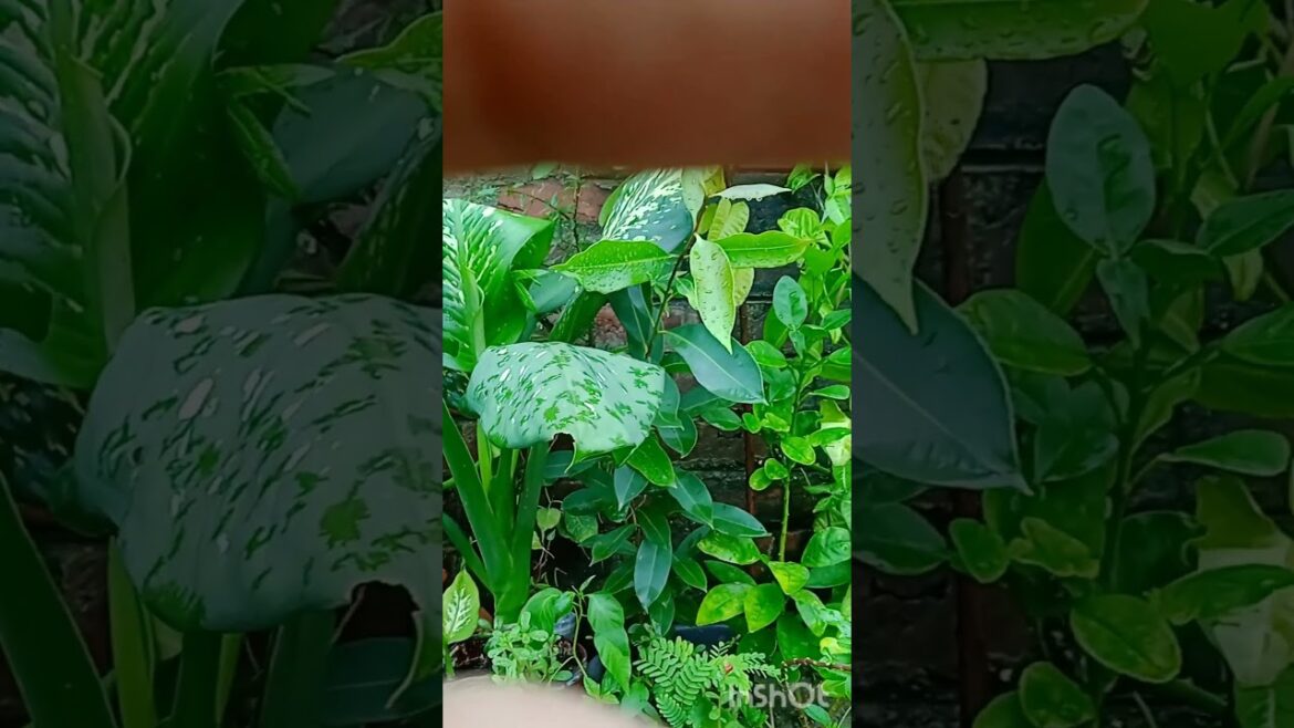 🤏👀🎋💚 trends with.. #trending  #plantlover #naturelover #explorepage #viral #myplnat #foryou #kashish