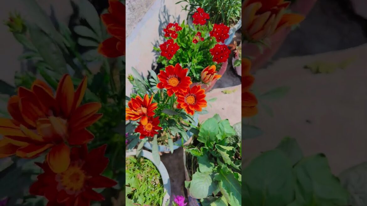 Tu mon valentine #gardening #youtubeshorts #UpdateGardening #garden #youtubeshort #flowers #rose