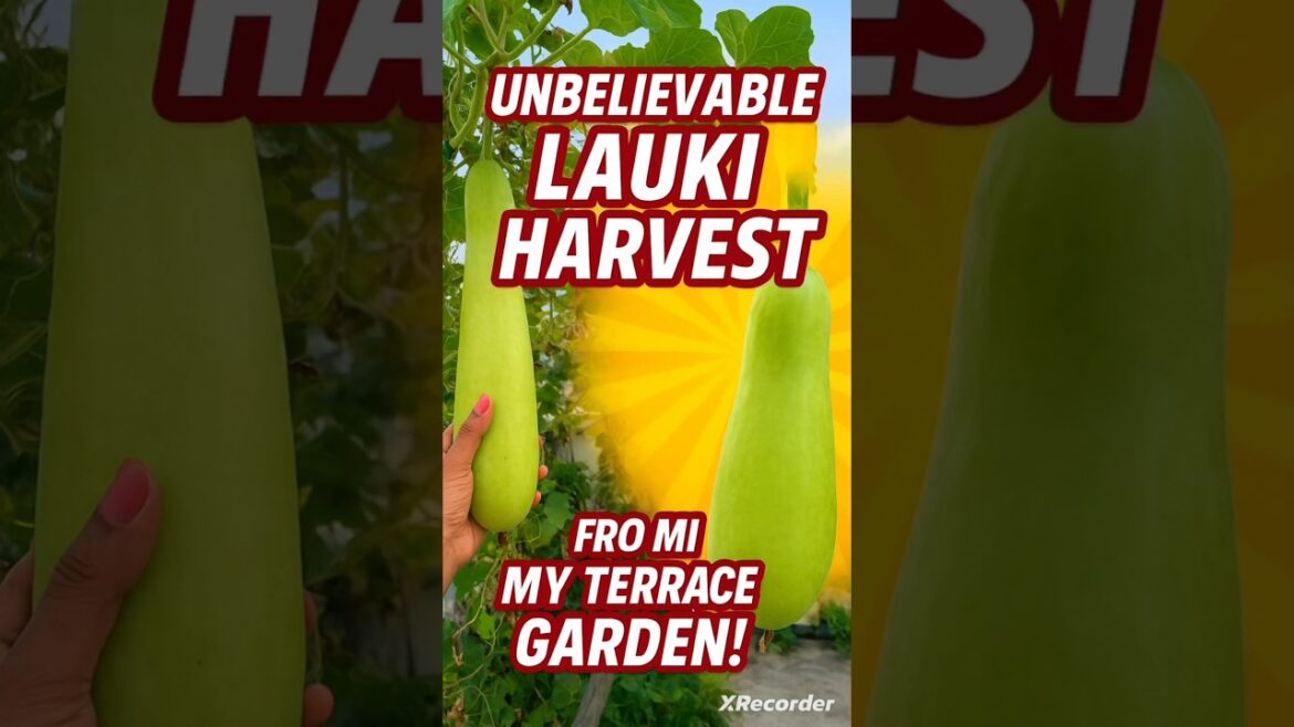 Unbelievable Lauki Harvest from My Terrace Garden!" #lauki #harvesting #gardendesign #shots #1m