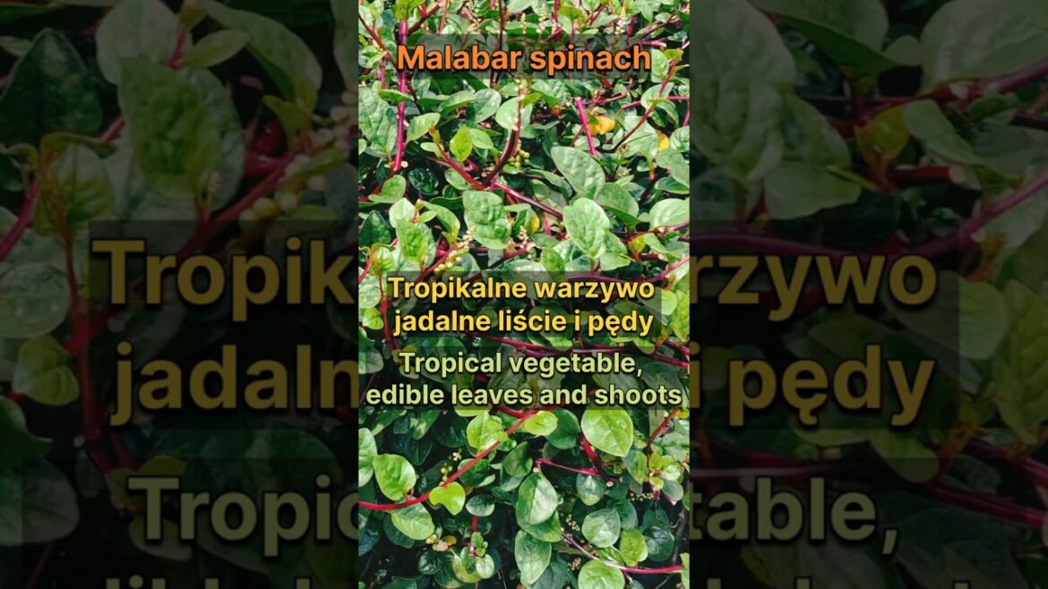 Three Tropical Plants You Can Eat and Use | Luffa, Malabar Spinach & Marigold