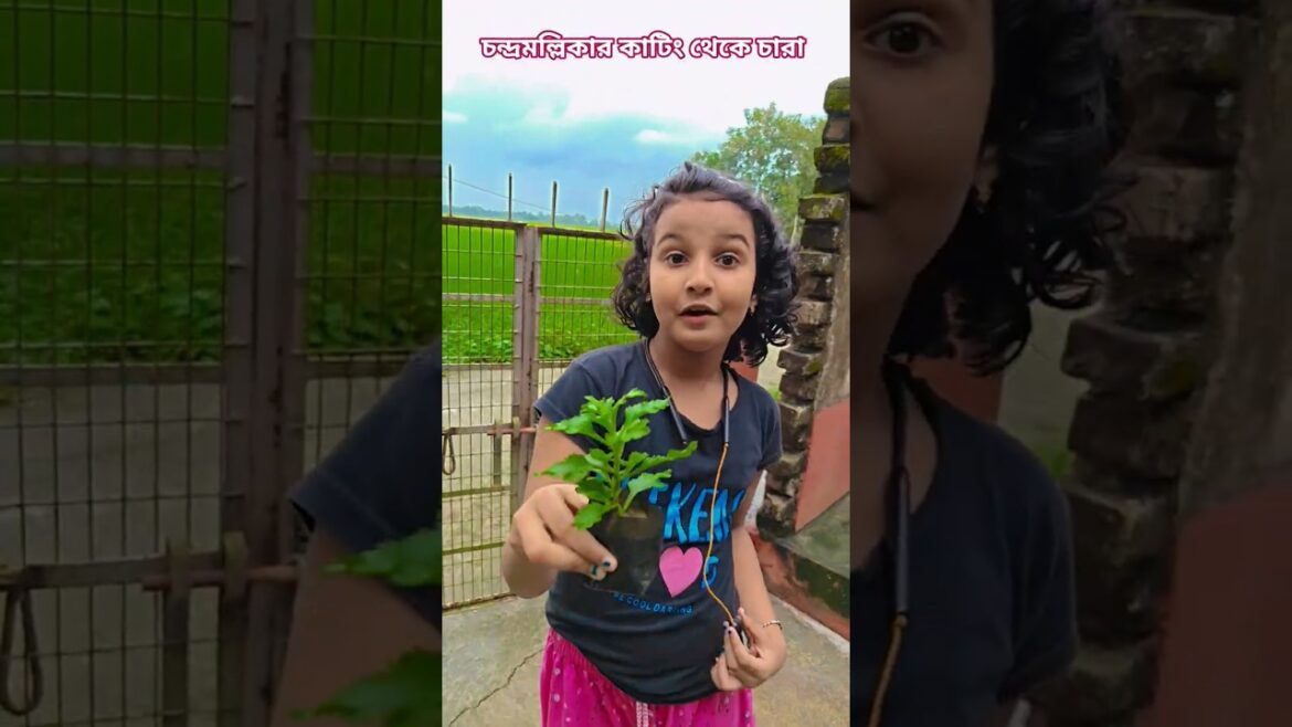 চন্দ্রমল্লিকার কাটিং থেকে চারা #UpdateGardening #gardening #garden #chandramallika  #flowers চন্দ্রমল্লিকার কাটিং থেকে চারা #UpdateGardening #gardening #garden #chandramallika  #flowers