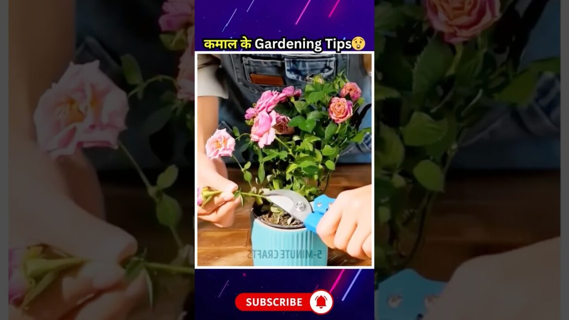 Gajab ke Gardening Tips ЁЯМ┐ Jo Sabko 1 Baar Zarur Dekhne Chahiye | Life Hacks in Hindi Gajab ke Gardening Tips ЁЯМ┐ Jo Sabko 1 Baar Zarur Dekhne Chahiye | Life Hacks in Hindi