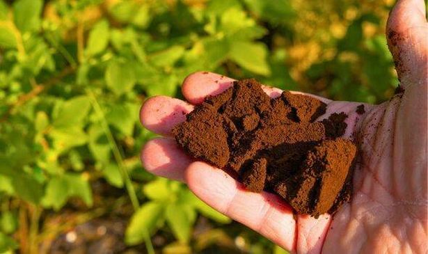 Gardeners urged to sprinkle coffee around garden to keep roses healthy in autumn