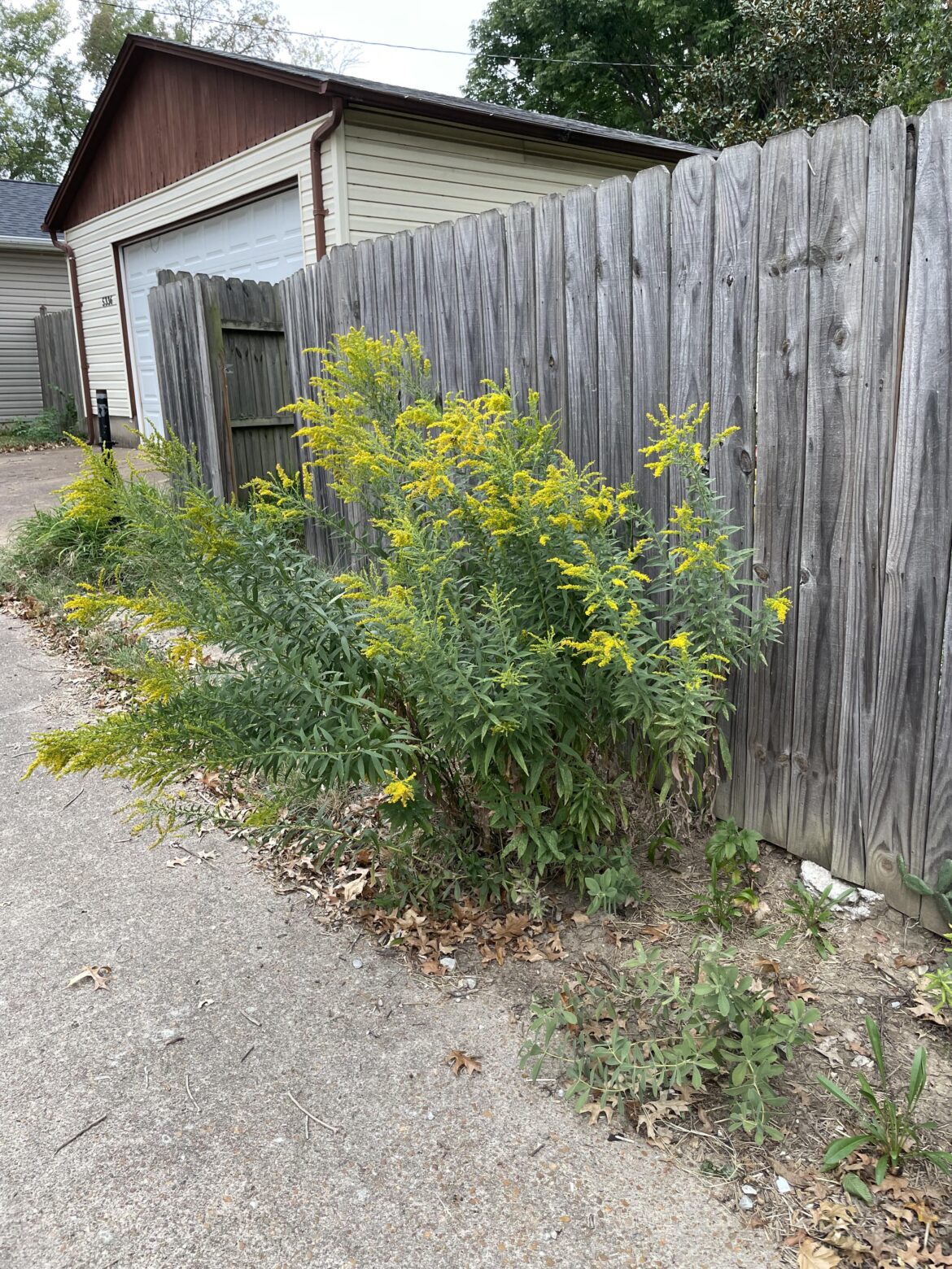 Alternative goldenrod?
