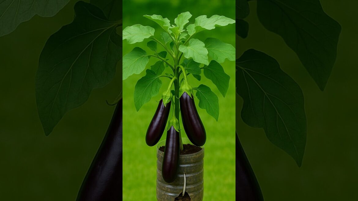 Grow Eggplants on Your Wall with Plastic Bottles! 🌱🍆 #shorts
