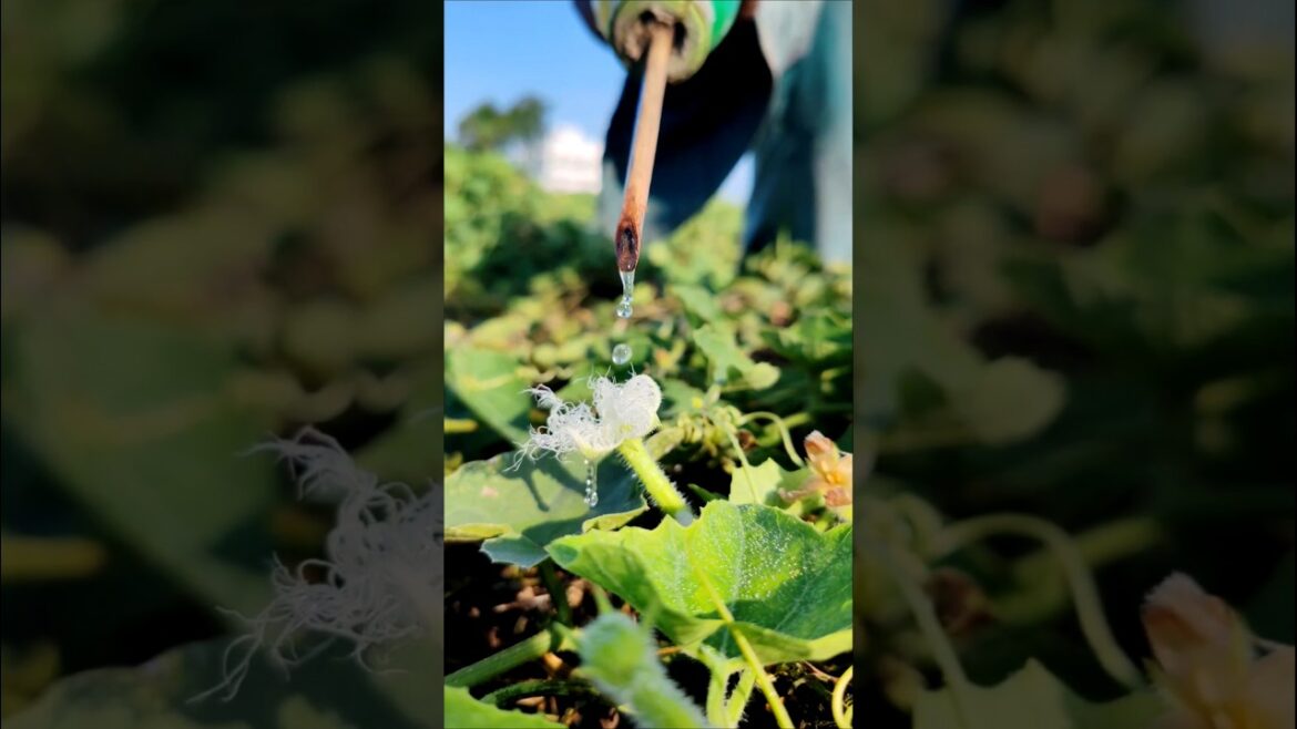 Hand Pollination in Pointed Gourd Using Male Pollen Liquid #shorts
