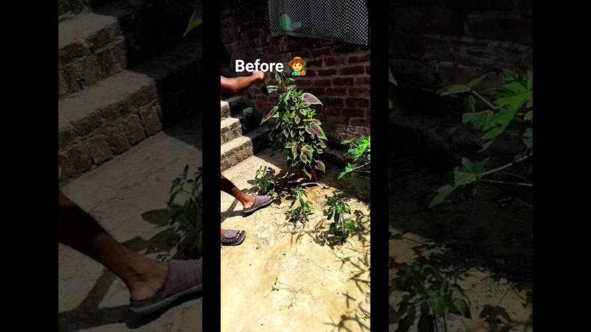 The Viral Farming Song That’s Taking Over TikTok The Viral Farming Song That’s Taking Over TikTok