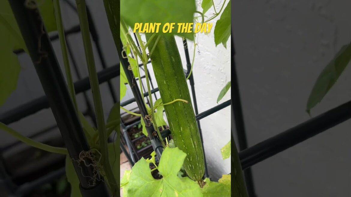 Guess today’s plant of the day #potd #plantoftheday #garden #urbangardening Guess today’s plant of the day #potd #plantoftheday #garden #urbangardening