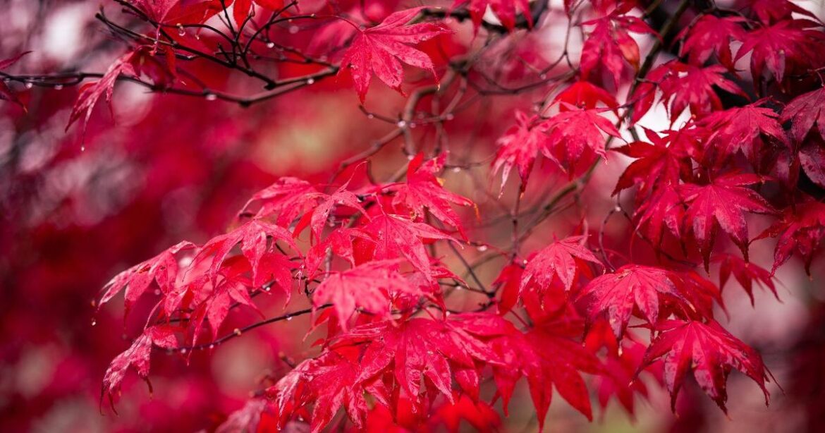Large maple that ‘gives gardens all year-round colour’ gets slashed by £70 in autumn sale Ipso logo