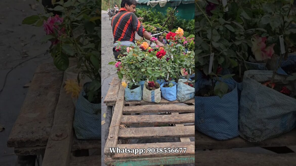 wholesale rose plant nursery | Online Sell | Low price Rose Plants