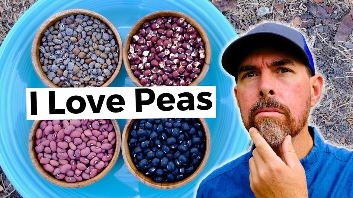 Sentimental Gardener Discovers Beans That Like It Hot