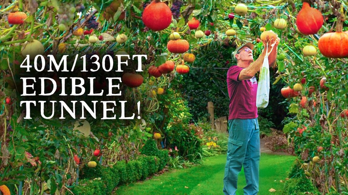 He Grew a 40m (130ft) Edible Tunnel - Pumpkins, Pears & More!