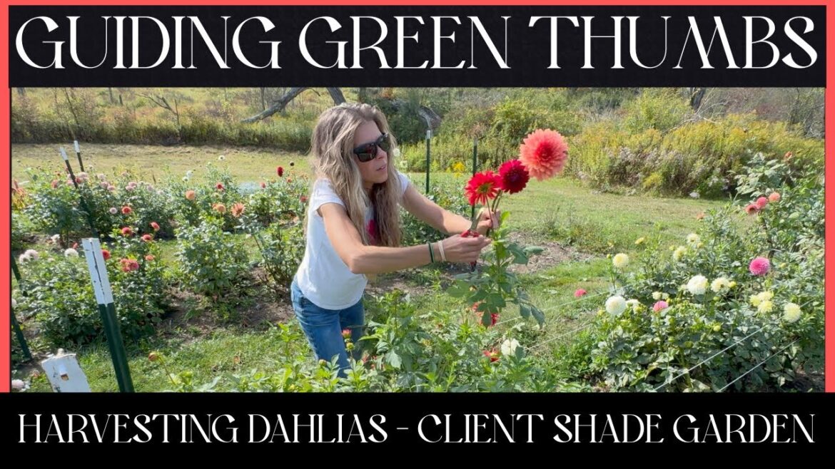 HARVESTING DAHLIAS / CLIENT SHADE GARDEN DESIGN