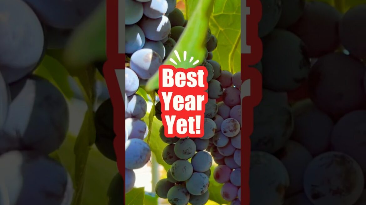 Blueberry Grapes: Our Insane Fall Harvest!