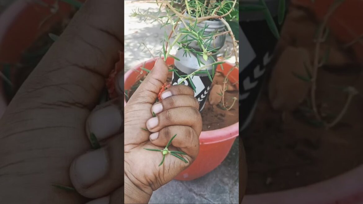 🐦 காலை சூரியன் போல உங்கள் வாழ்க்கையும் பிரகாசிக்கட்டும் ✨🌸 #music #love #flower