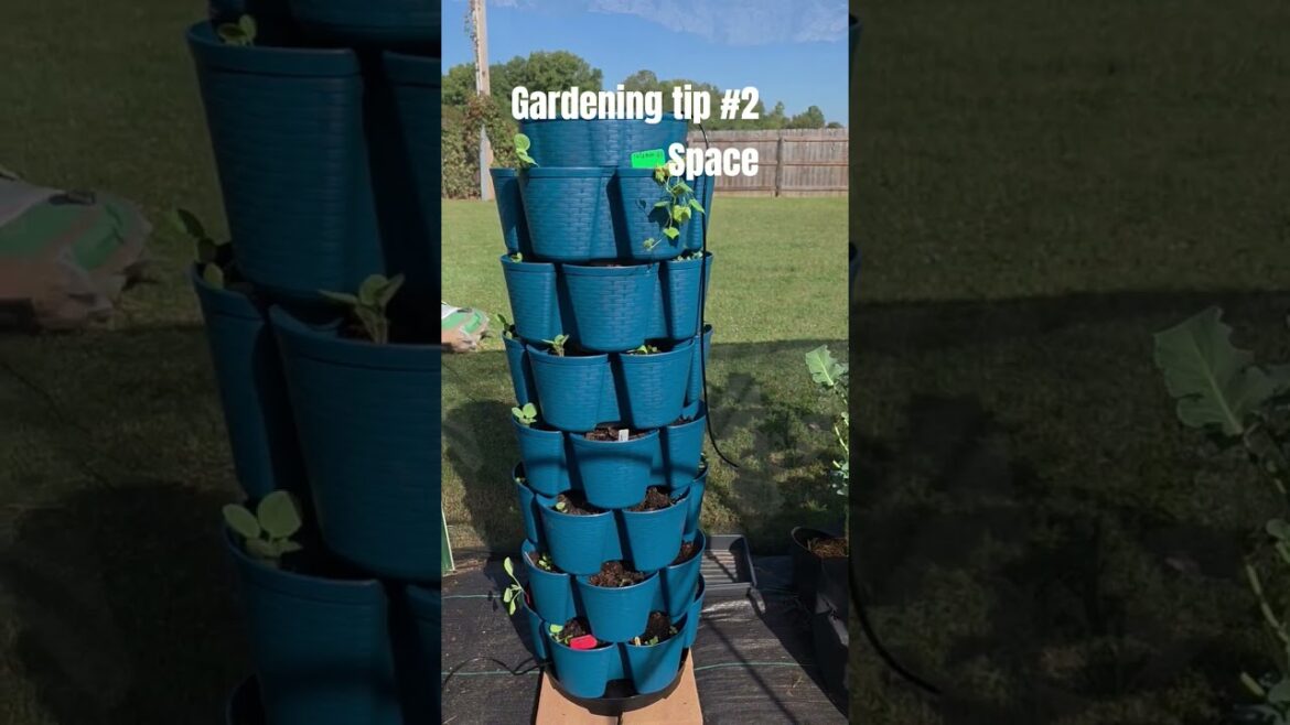 Gardening tip#2 Space #gardendesign #garden #growyourownfood #gardenideas Gardening tip#2 Space #gardendesign #garden #growyourownfood #gardenideas