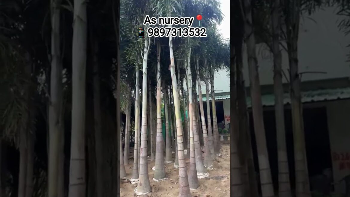 Foxtail palm 🌴 available all india supply Contact:9897313532 #trendingshorts #farmhouse #garden#like