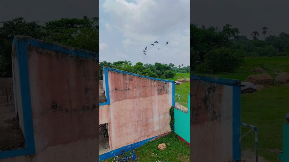 Natural Beauty of Village #village #flowers #garden #nature #naturelovers #happiness #gardening Natural Beauty of Village #village #flowers #garden #nature #naturelovers #happiness #gardening