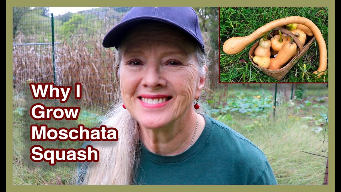 Know your SQUASH TYPES before you grow! + Garden Update!