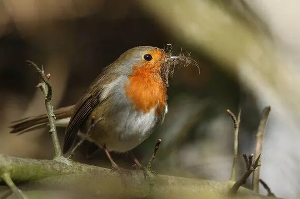 A Robin, Erithacus rubecula, perching on a branch of a tree with nesting material in its beak.