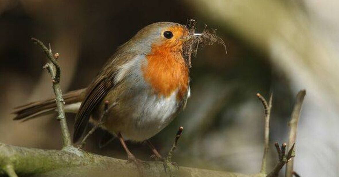 Robins won’t be able to stay away from your garden if you plant one tree Ipso logo