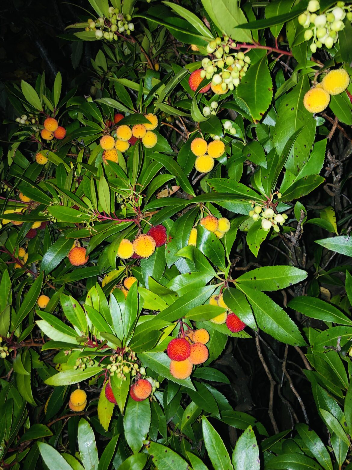 What are those berries? What are those berries?