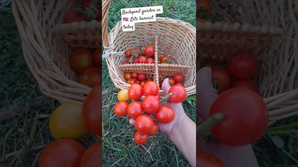 #backyard garden here in 🇺🇸 Lets #harvest today