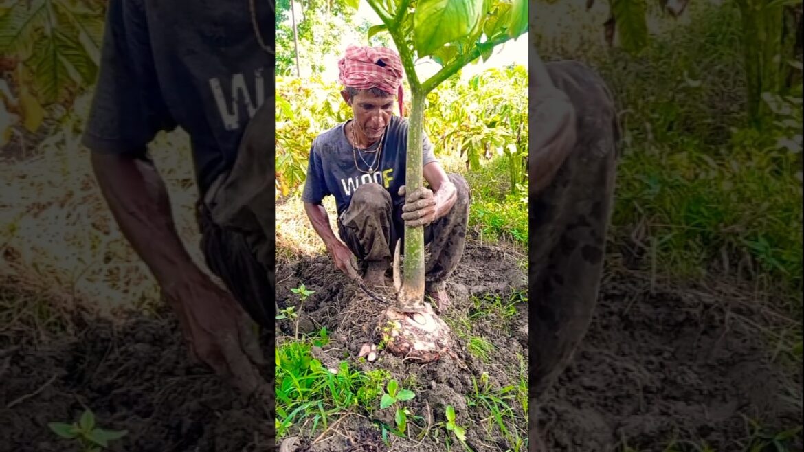 Cleaning Huge Elephant Foot Yam (ওল/जिमीकंद) for Fresh Look ✨ #shorts