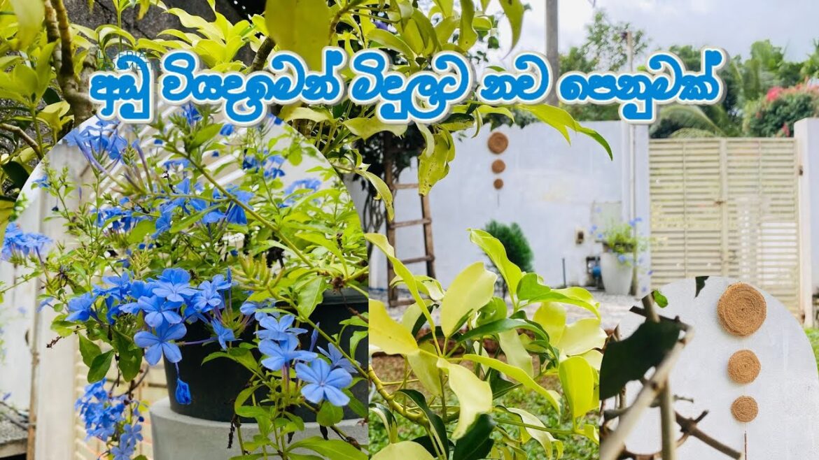 මිදුල ලස්සනට තියා ගන්න මම කරන දේවල්🪴🤩DIY Garden Wall hanger❤️Garden Makeover Update srilanka🏡 මිදුල ලස්සනට තියා ගන්න මම කරන දේවල්🪴🤩DIY Garden Wall hanger❤️Garden Makeover Update srilanka🏡