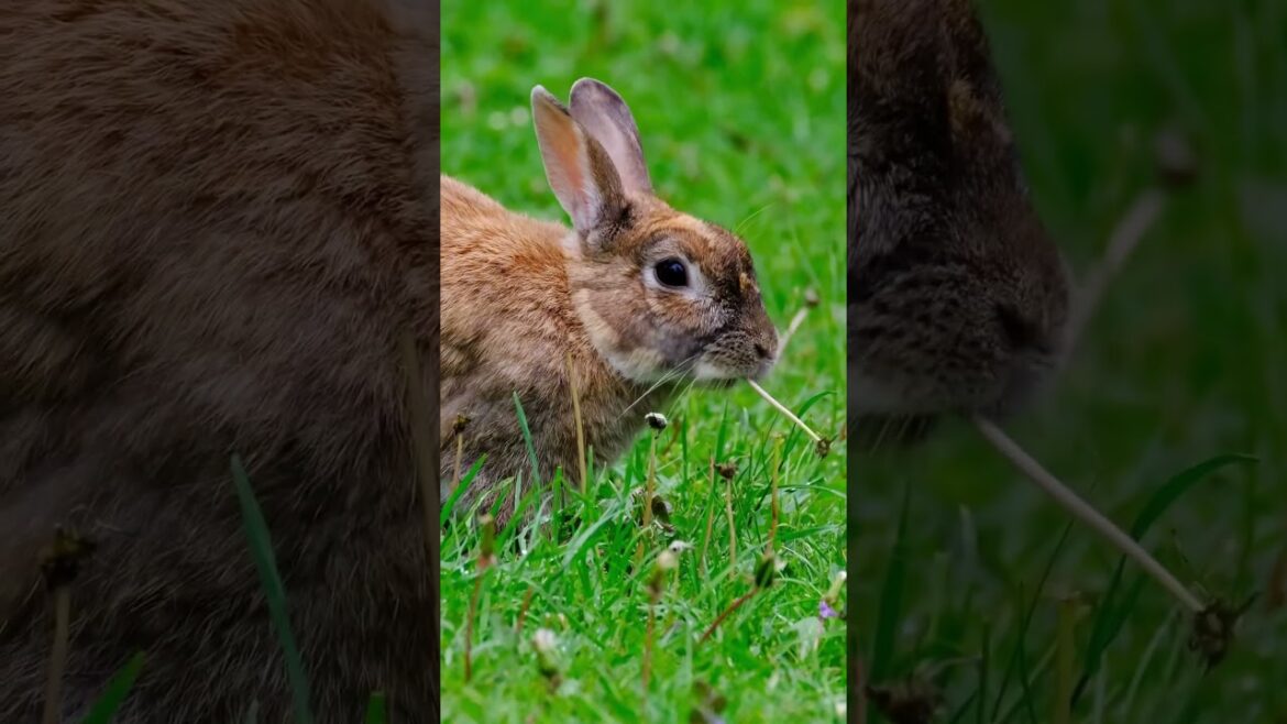 Gardening for beginners #landscaping #fastgrowingtrees #gardening101 #gardeningtips Gardening for beginners #landscaping #fastgrowingtrees #gardening101 #gardeningtips