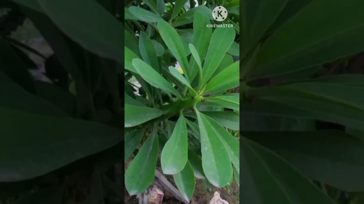 Why Euphorbia Is the Most Unique Succulent You Need at Home!"#shorts #explore #viralshorts